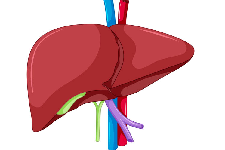 Liver Diseases Conditions