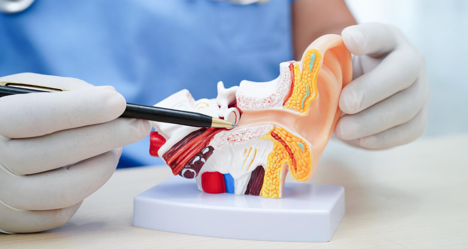 Medical professional in gloves pointing at a cross-section ear model with a pen tool
